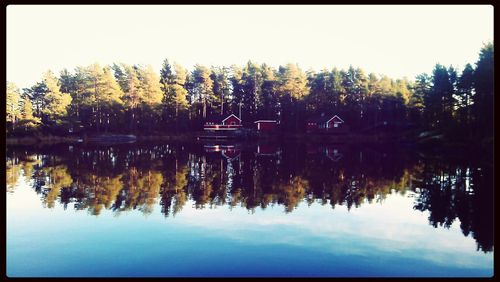 Reflection of trees in water