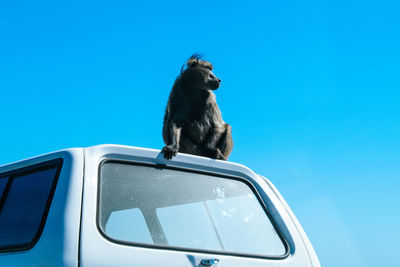 Low angle view of a bird against clear blue sky