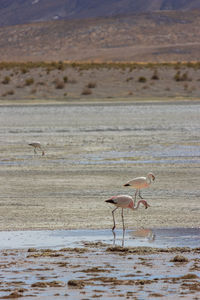 View of birds on beach