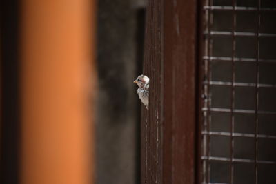 Close-up of small lizard on metal fence