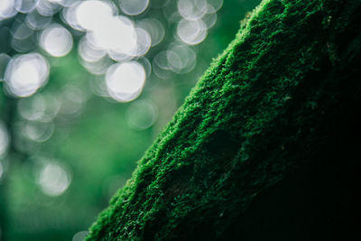 Close-up of moss on water