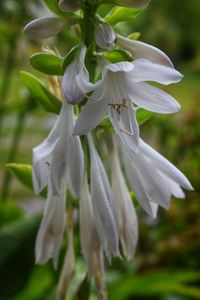 Close-up of white flowering plant