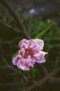 Close-up of pink rose plant