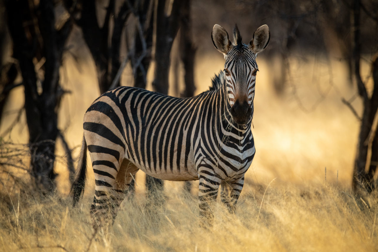 Hartmann's mountain zebra