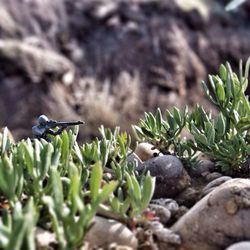 Close-up of plant