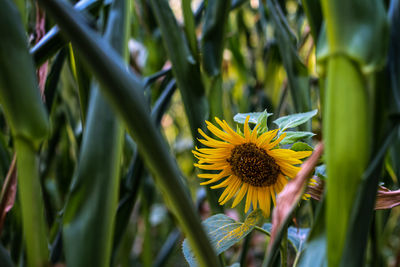 Close-up of yellow flowering plant