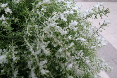 Close-up of frozen plant