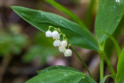 Flowers of lily