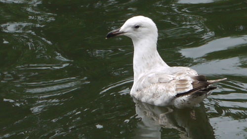 Birds in calm water