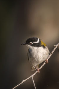 Close-up of bird perching on twig