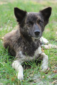 Close-up of dog on field