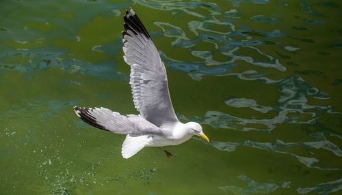 High angle view of seagull flying over lake