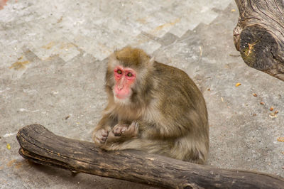 Monkey sitting on rock