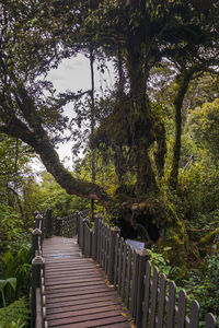 Trees by footpath