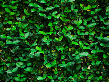 Full frame shot of plants growing on field