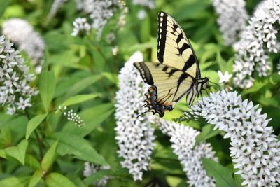 Close-up of butterfly pollinating on flower