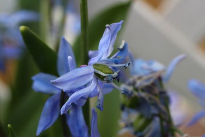 Close-up of purple flowering plant