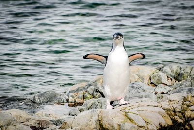 Seagull perching on rock