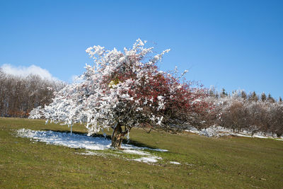 Cherry blossom tree on field against clear sky