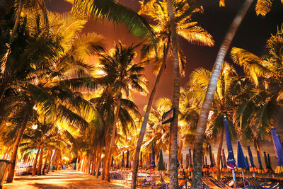 Low angle view of palm trees against sky