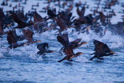 Flock of birds in sea