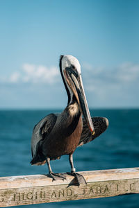 Bird perching on a sea