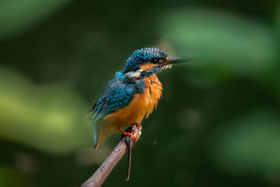 Close-up of king fisher perching on a branch