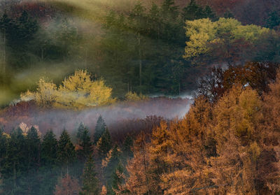 High angle view of trees in forest during autumn