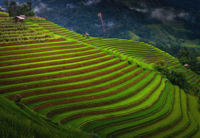 Scenic view of agricultural field