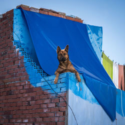 Low angle portrait of dog against clear blue sky