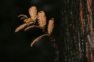 Close-up of tree trunk in forest