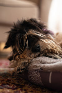 Close-up of a dog resting at home