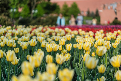 Yellow tulips growing in garden