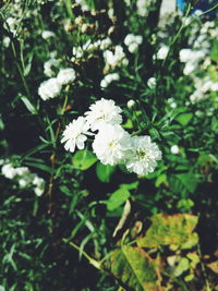 Close-up of white flowers