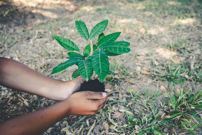 Midsection of person holding plant