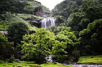 Scenic view of waterfall amidst trees in forest