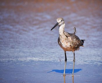 Bird perching on a beach