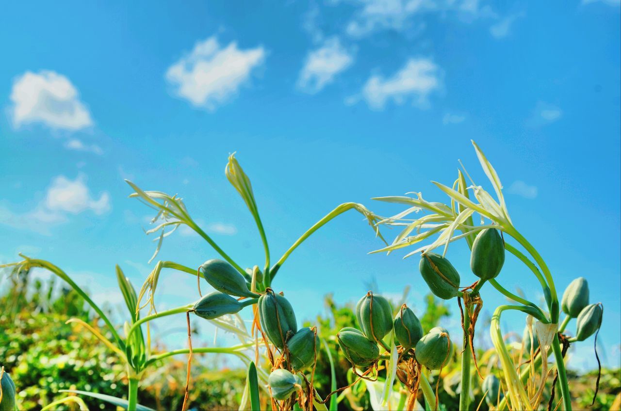 growth, plant, sky, flower, freshness, nature, beauty in nature, field, stem, focus on foreground, close-up, tranquility, growing, green color, fragility, leaf, blue, cloud, day, bud