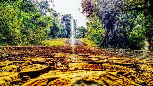 Surface level of road in forest