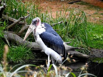 Close-up of bird perching on a field