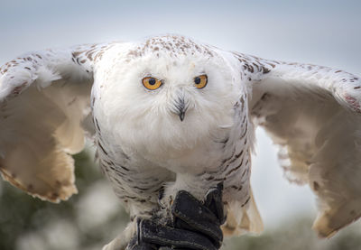 Close-up of bird