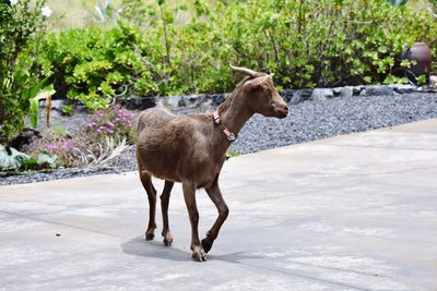 Full length of a dog walking on road