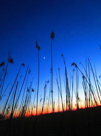 Low angle view of silhouette plants on field against clear sky