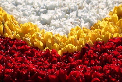 Full frame shot of yellow tulips