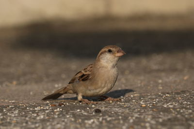 Close-up of bird perching