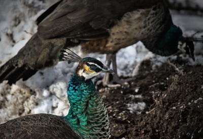 Close-up of a peacock