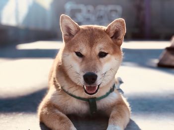 Portrait of dog relaxing outdoors