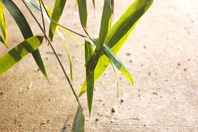 Close-up of lizard on plant