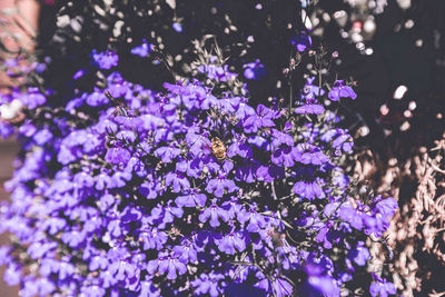 High angle view of insect on purple flowers