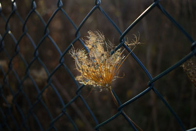 Close-up of spider on chainlink fence